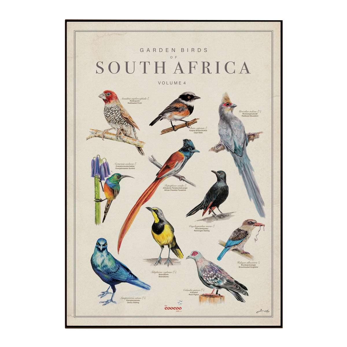 A framed vintage-style bird poster titled 'Garden Birds of South Africa Volume 4' showing multiple illustrated birds on an aged cream background with a thin dark frame.