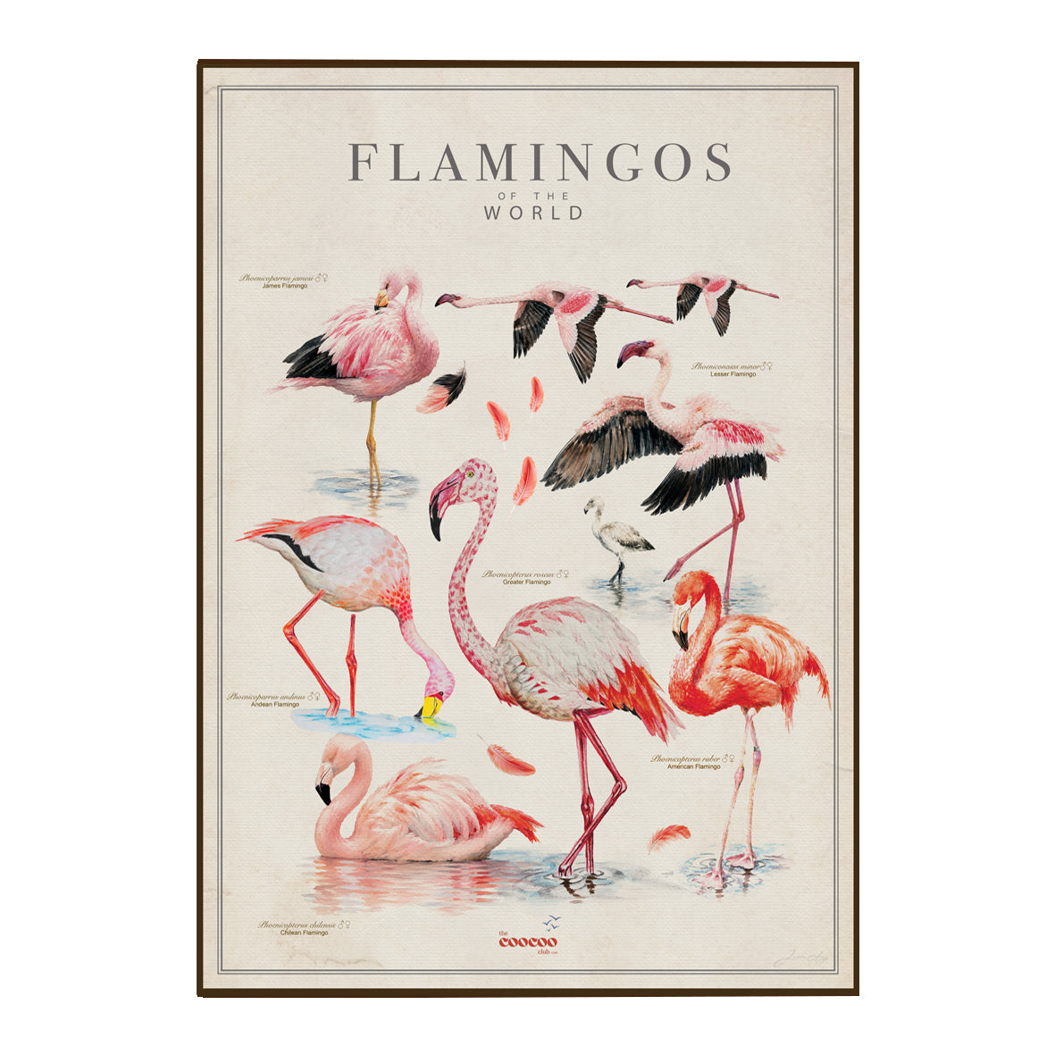 Bird Art Tea Towels
