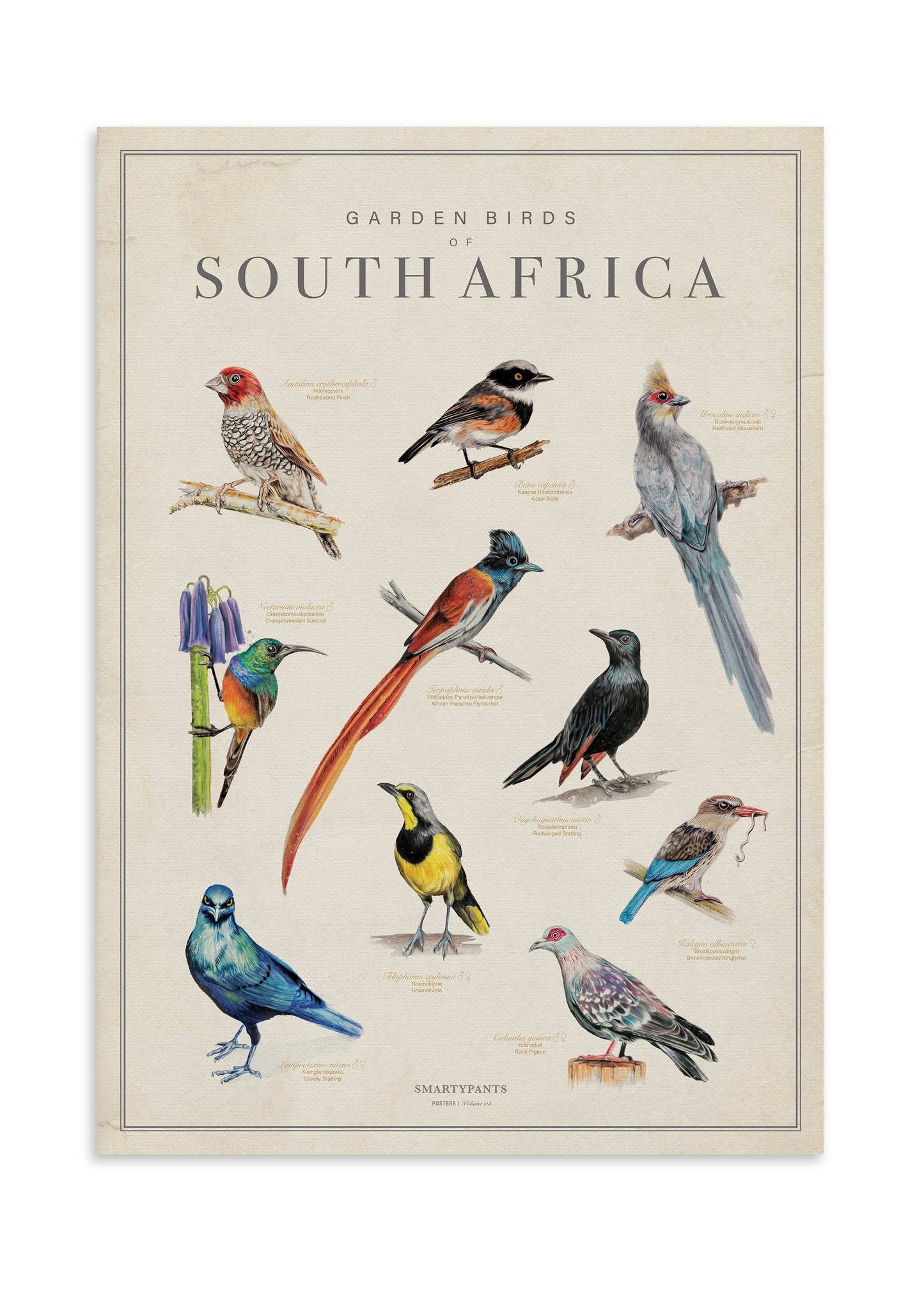 Choose your Birds of SA Poster