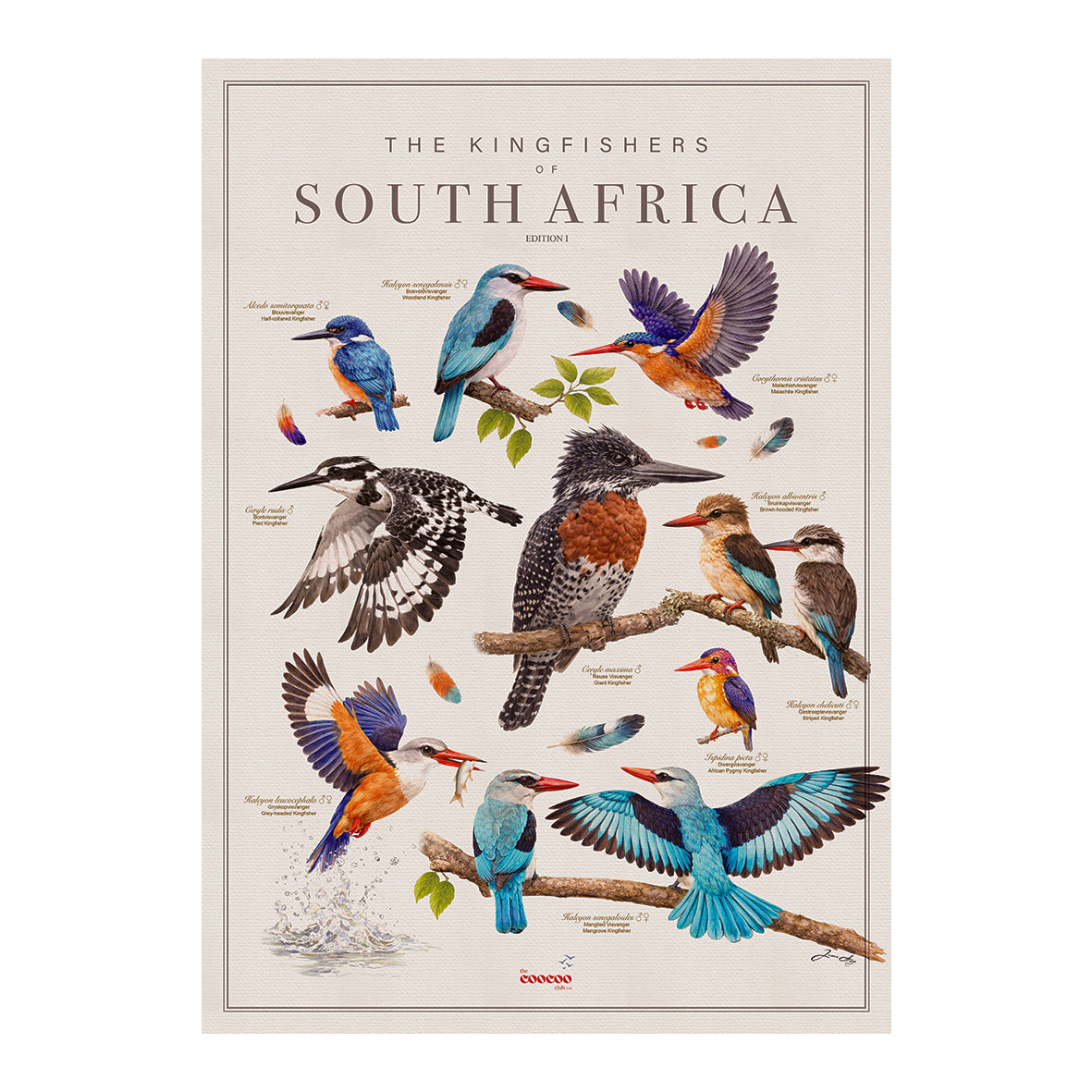 ALL Tea Towels: Birds of South Africa