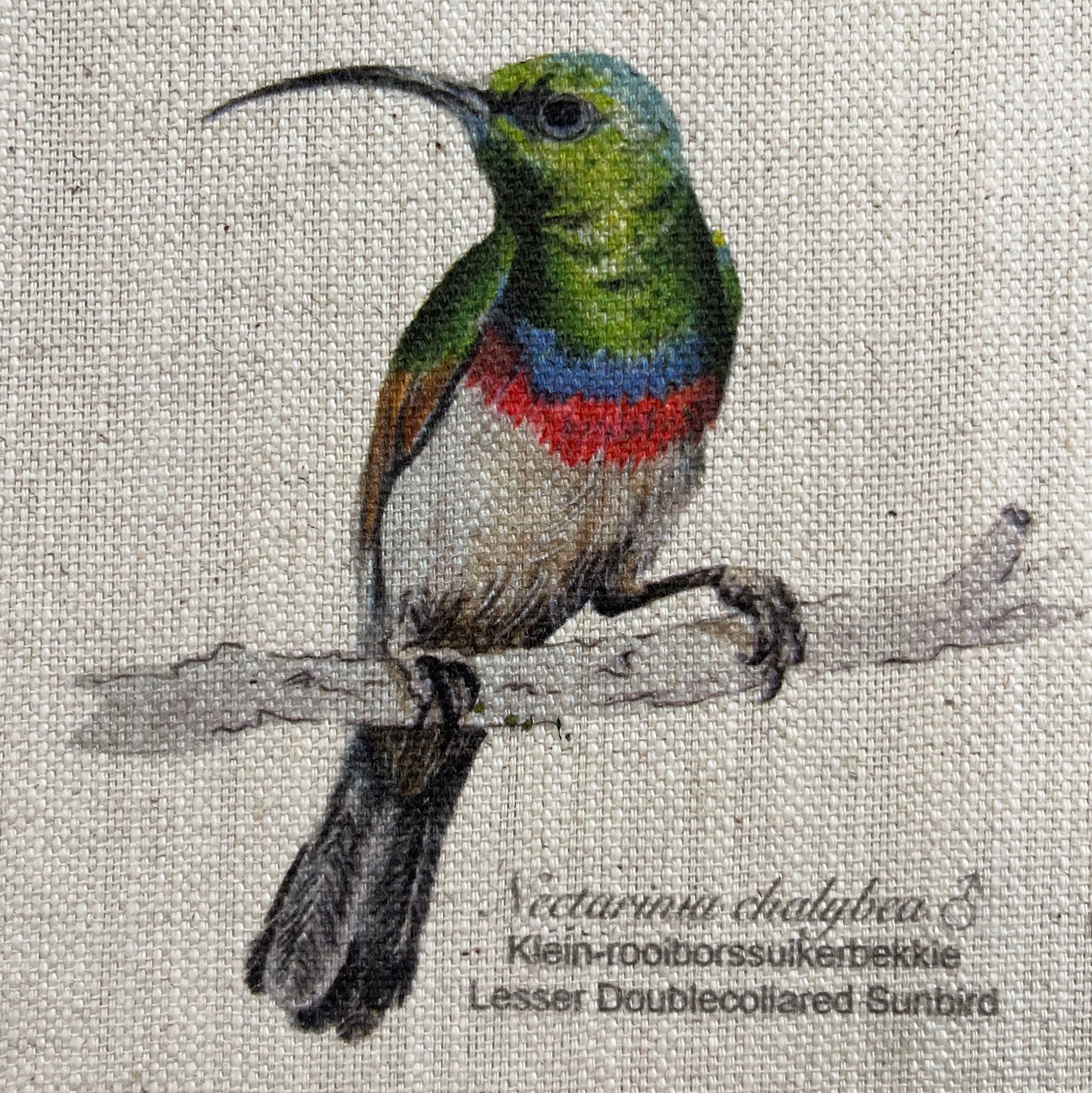 Lesser Doublecollared Sunbird