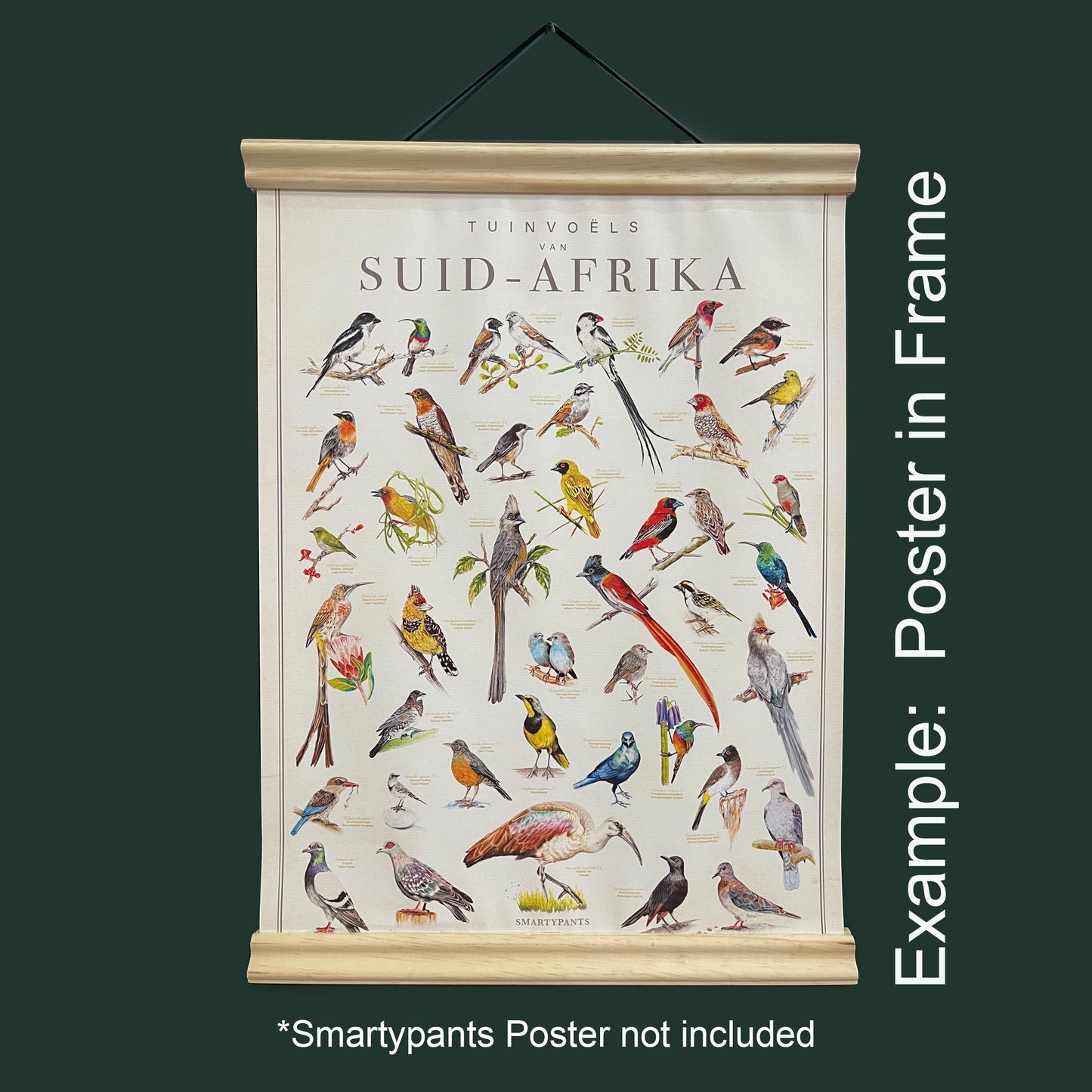 Birds of South Africa poster