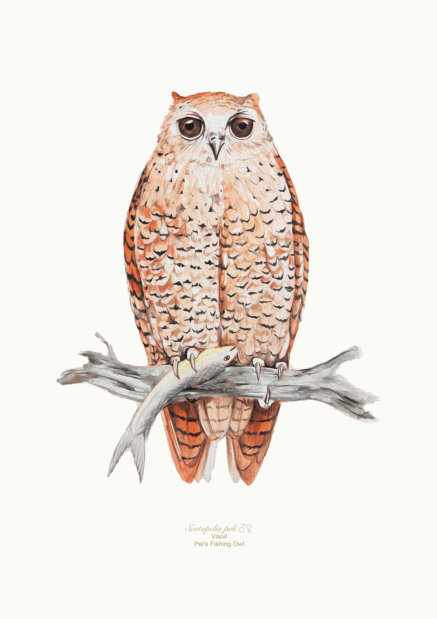 Pels Fishing Owl Jeanne Hugo