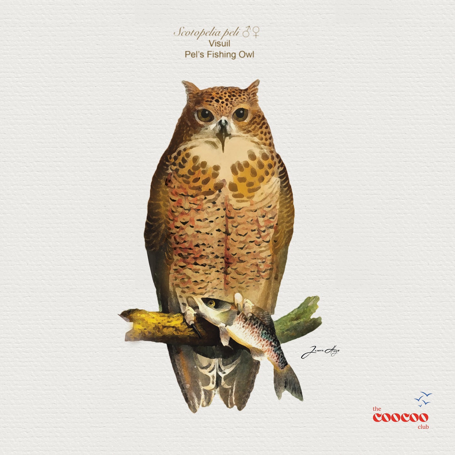 Big 6 Birds of South Africa