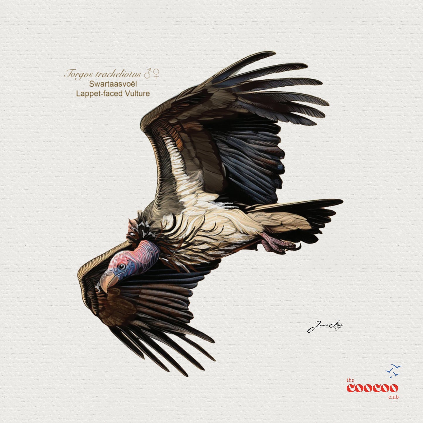 Big 6 Birds of South Africa