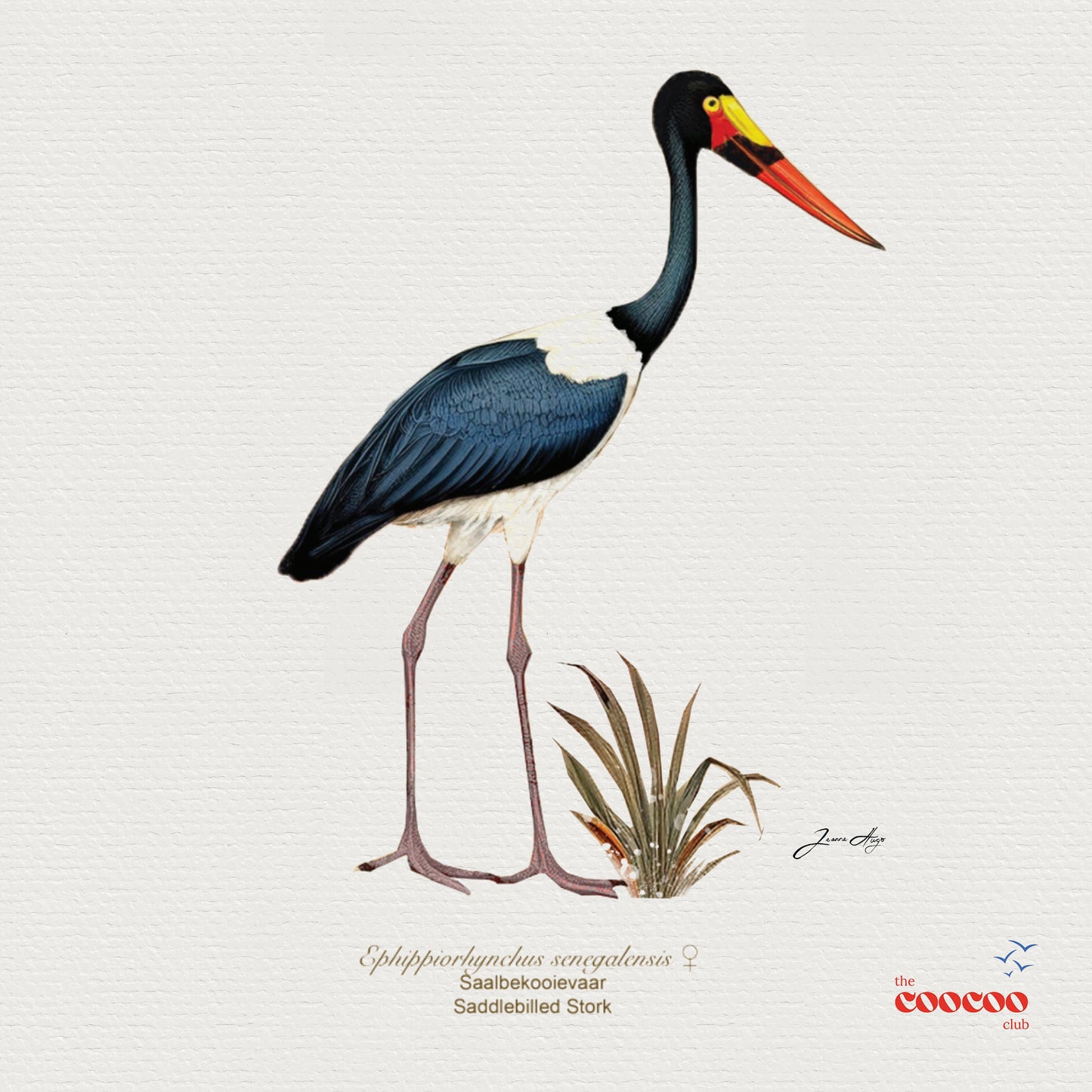 Big 6 Birds of South Africa