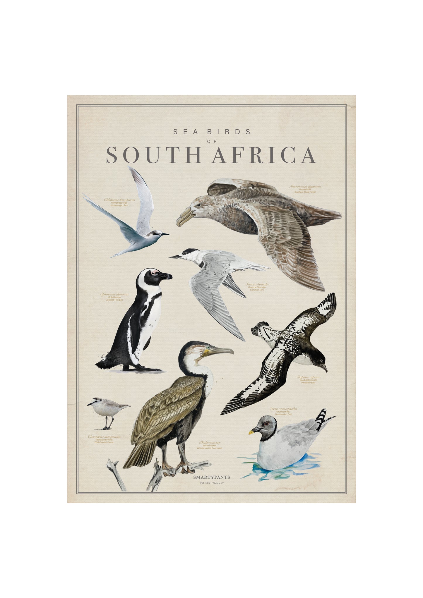 Sea Birds of South Africa