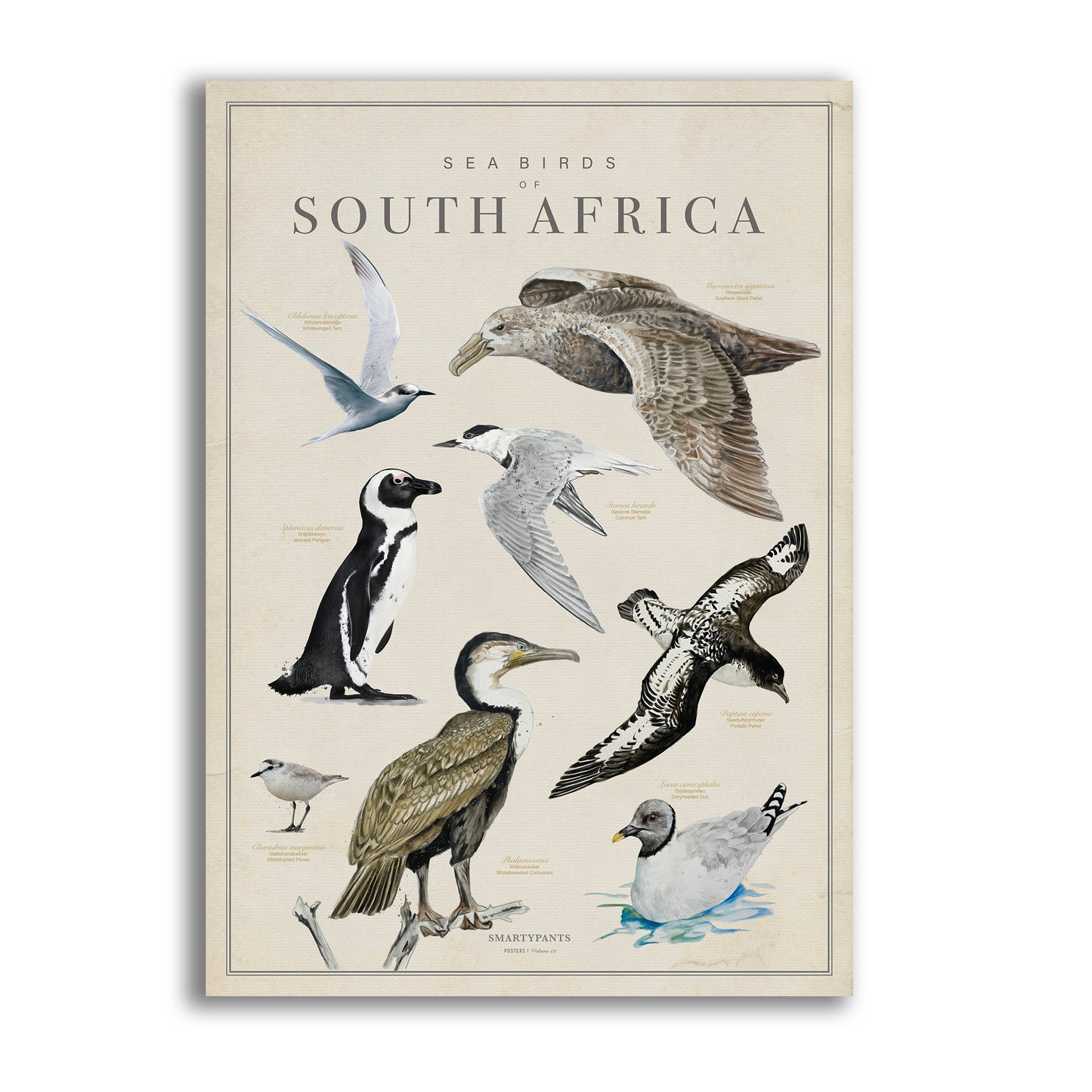 Penguin Albatross Cape Gannet Petrel Cormorant Plover