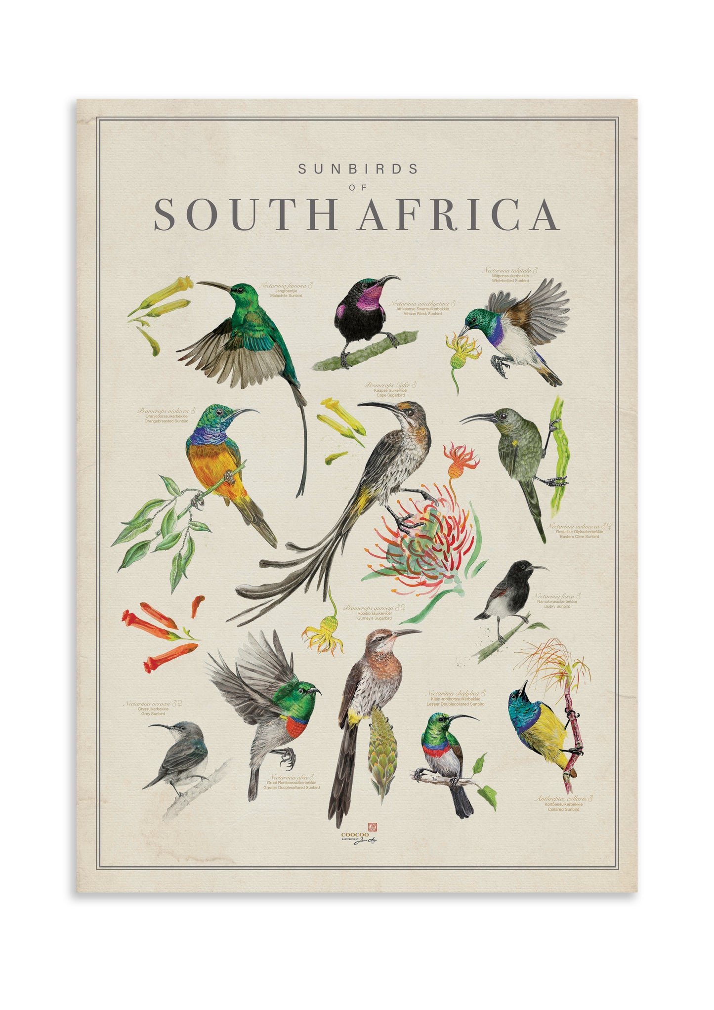 Sunbirds of South Africa Tea Towel