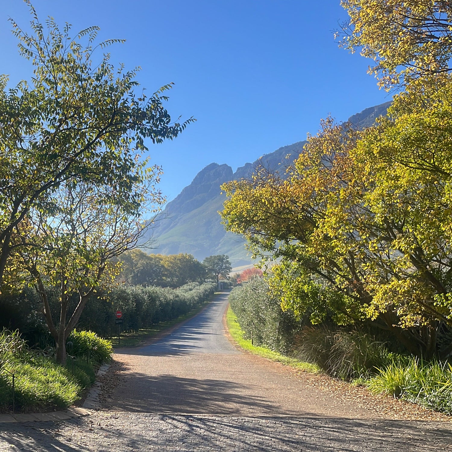 Tokara Stellenbosch The Coo Coo Club