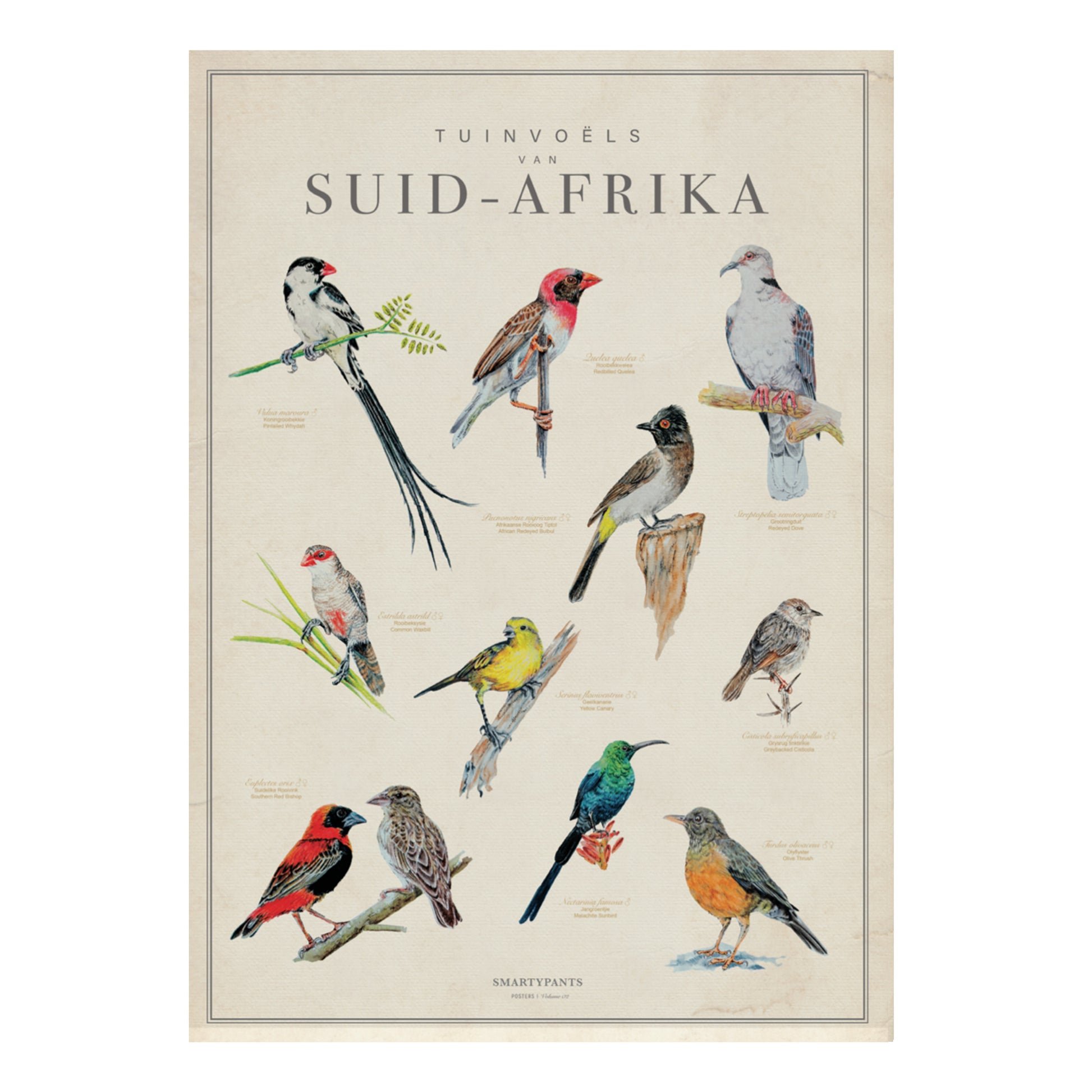 Garden Birds of South Africa by artist Jeanne Hugo