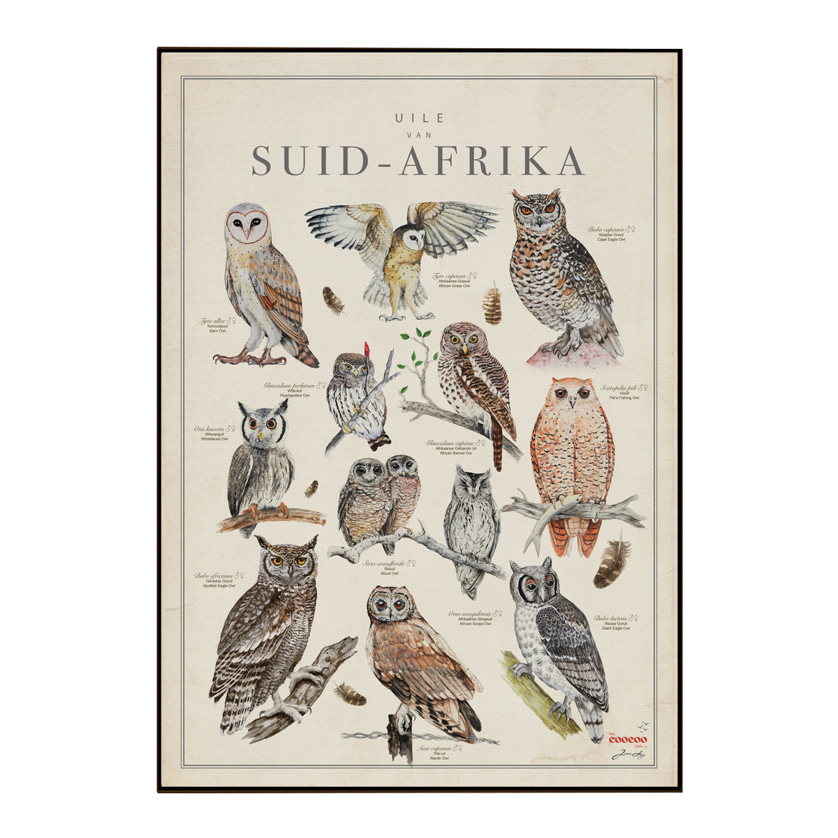 A framed vintage-style owl poster titled 'Owls of South Africa' showing multiple illustrated owl species on an aged cream background, photographed against a plain white backdrop, illustrated by The Coocoo Club