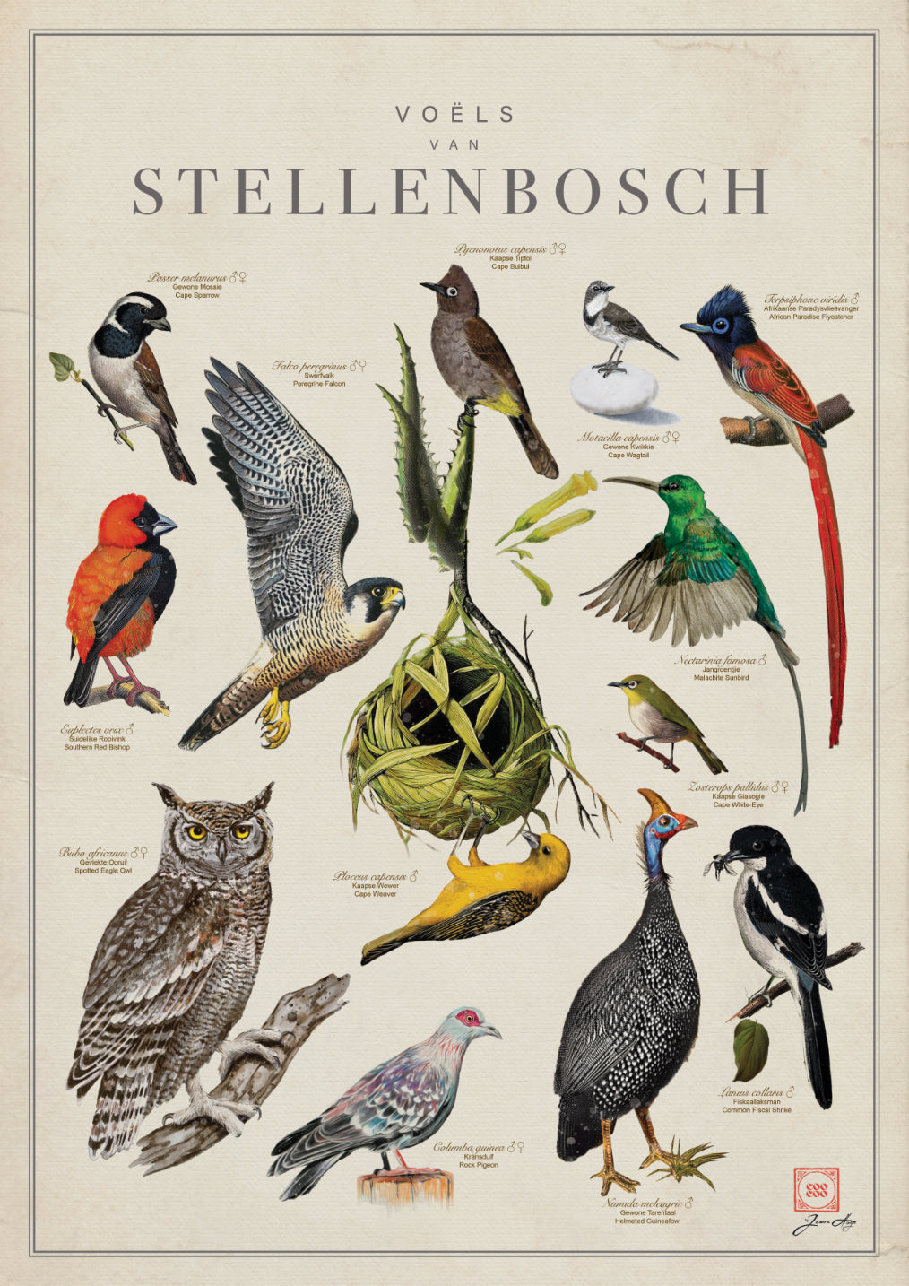 Tea Towel: Birds of South Africa