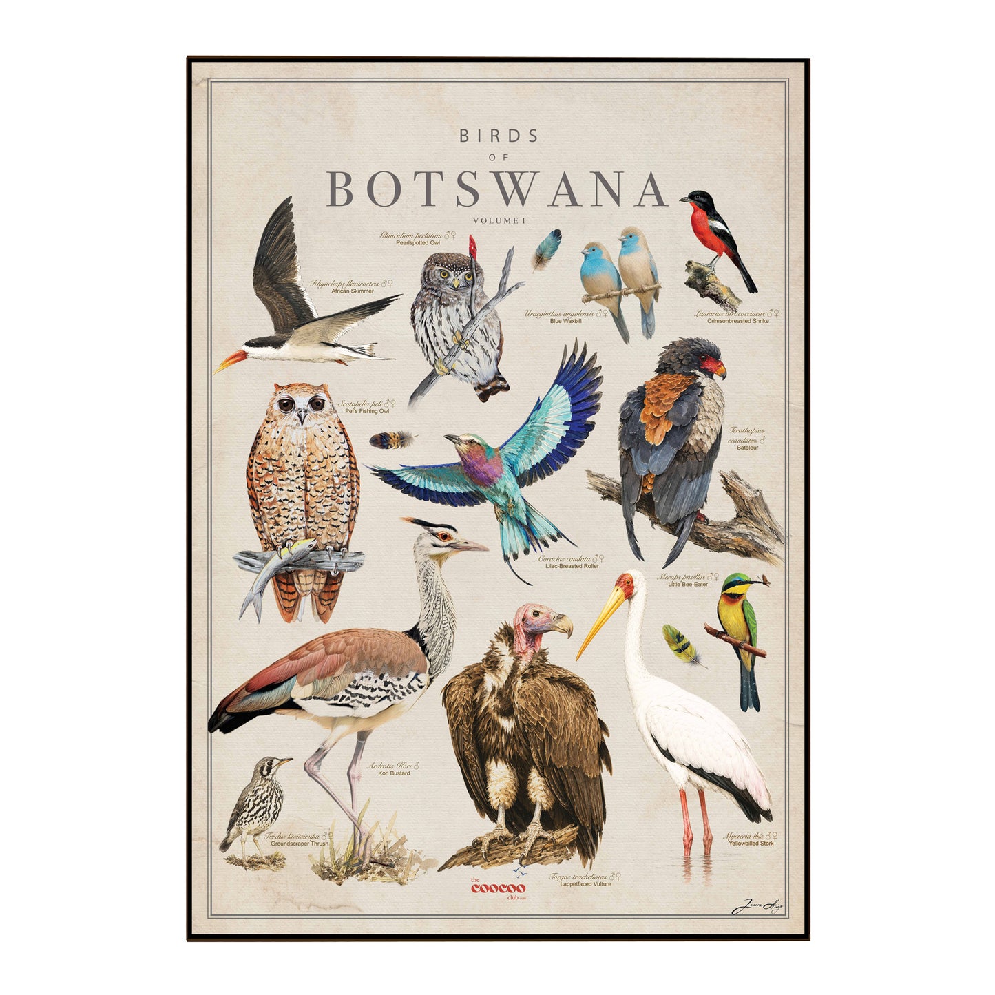 A framed educational poster titled 'BIRDS OF BOTSWANA' featuring detailed illustrations of various bird species with labels, presented on a clean white background.