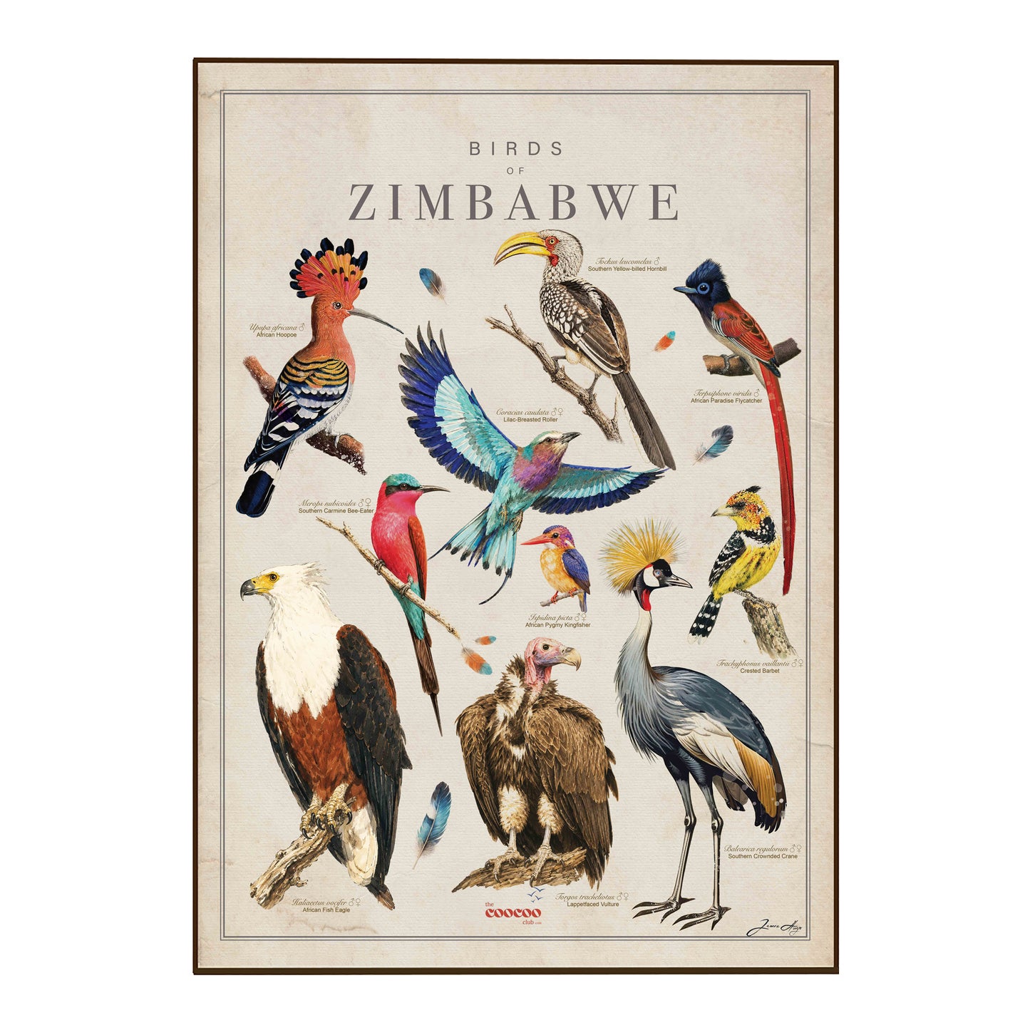 A framed educational poster titled 'BIRDS OF ZIMBABWE' featuring detailed illustrations of various native bird species on a cream-colored background with a thin brown frame.