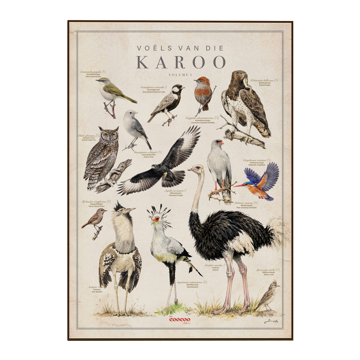 An educational poster titled 'VOELS VAN DIE KAROO VOLume 1' featuring detailed illustrations of various bird species, including an ostrich, owl, and others, on a cream background with a thin brown frame.