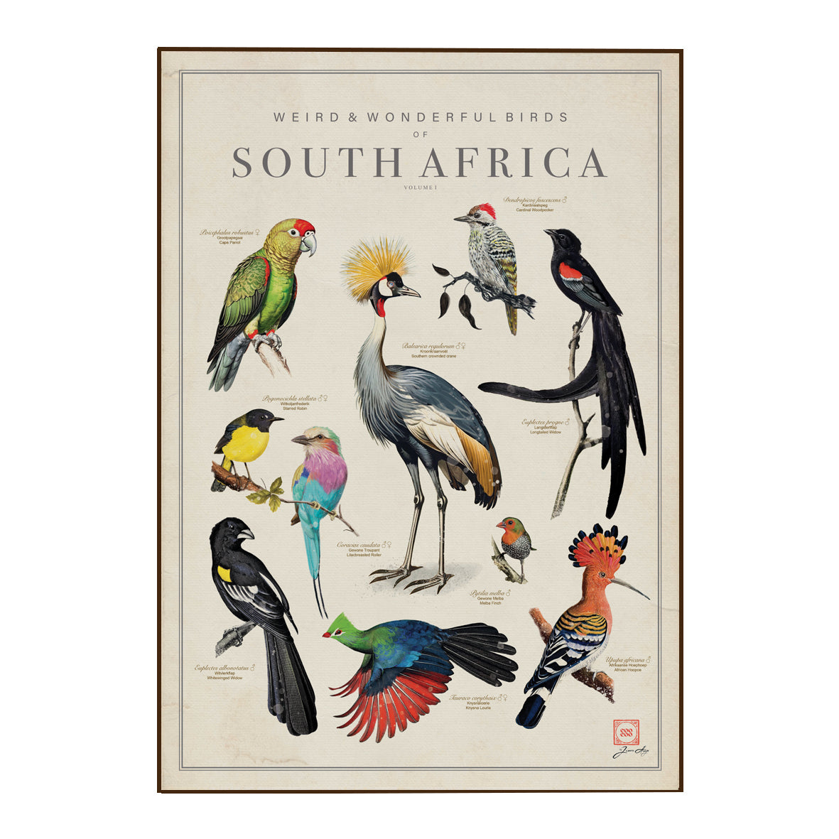 A framed vintage-style bird poster titled 'Weird & Wonderful Birds of South Africa' featuring multiple illustrated birds on an off-white background with a thin dark frame.